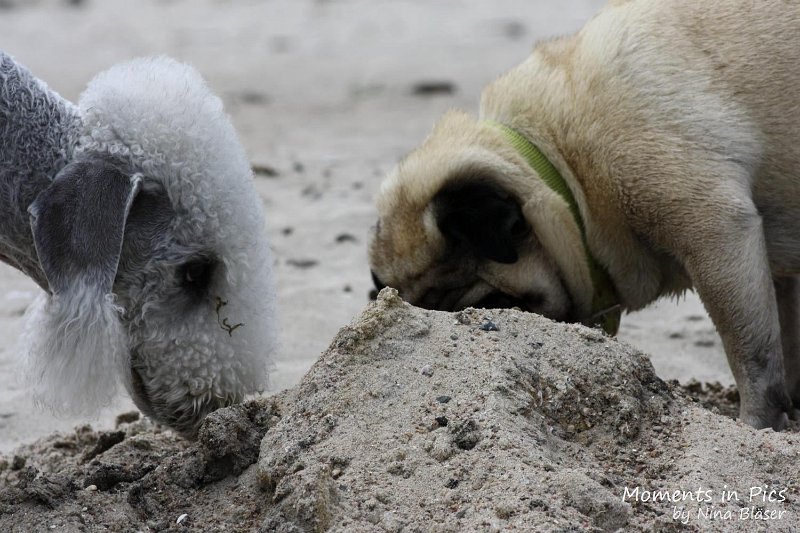 2010-06-26 Arc-en-ciel Arlequin (53).jpg